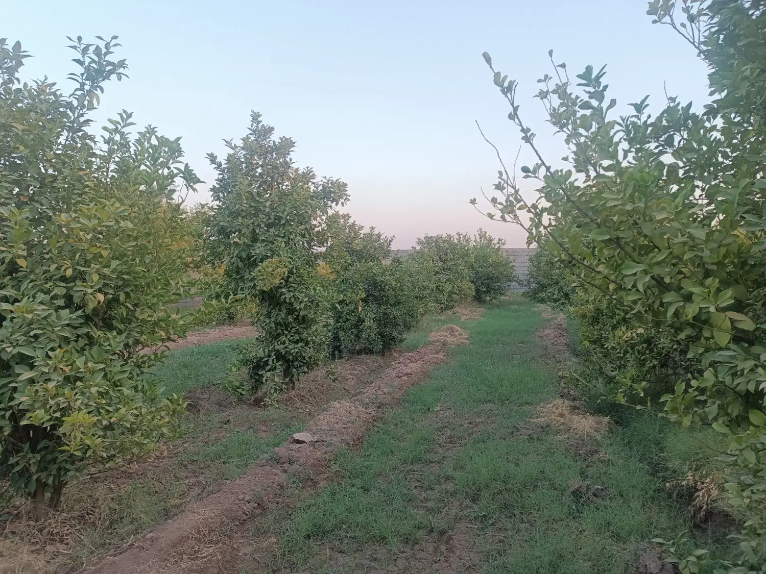 ۱۰۰۰متر باغچه در بنجعفر موقعیت عالی توی کوچه باغ