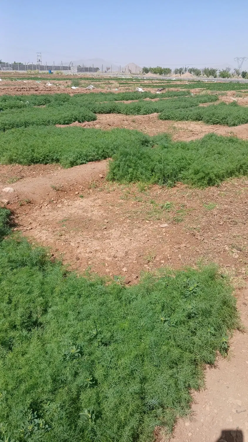 پارکینگ یا مغاذه برا سبزی پاک کردن