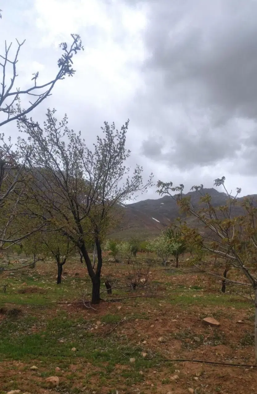 باغ و زمین کشاورزی روستای دولت آباد تیران کرون