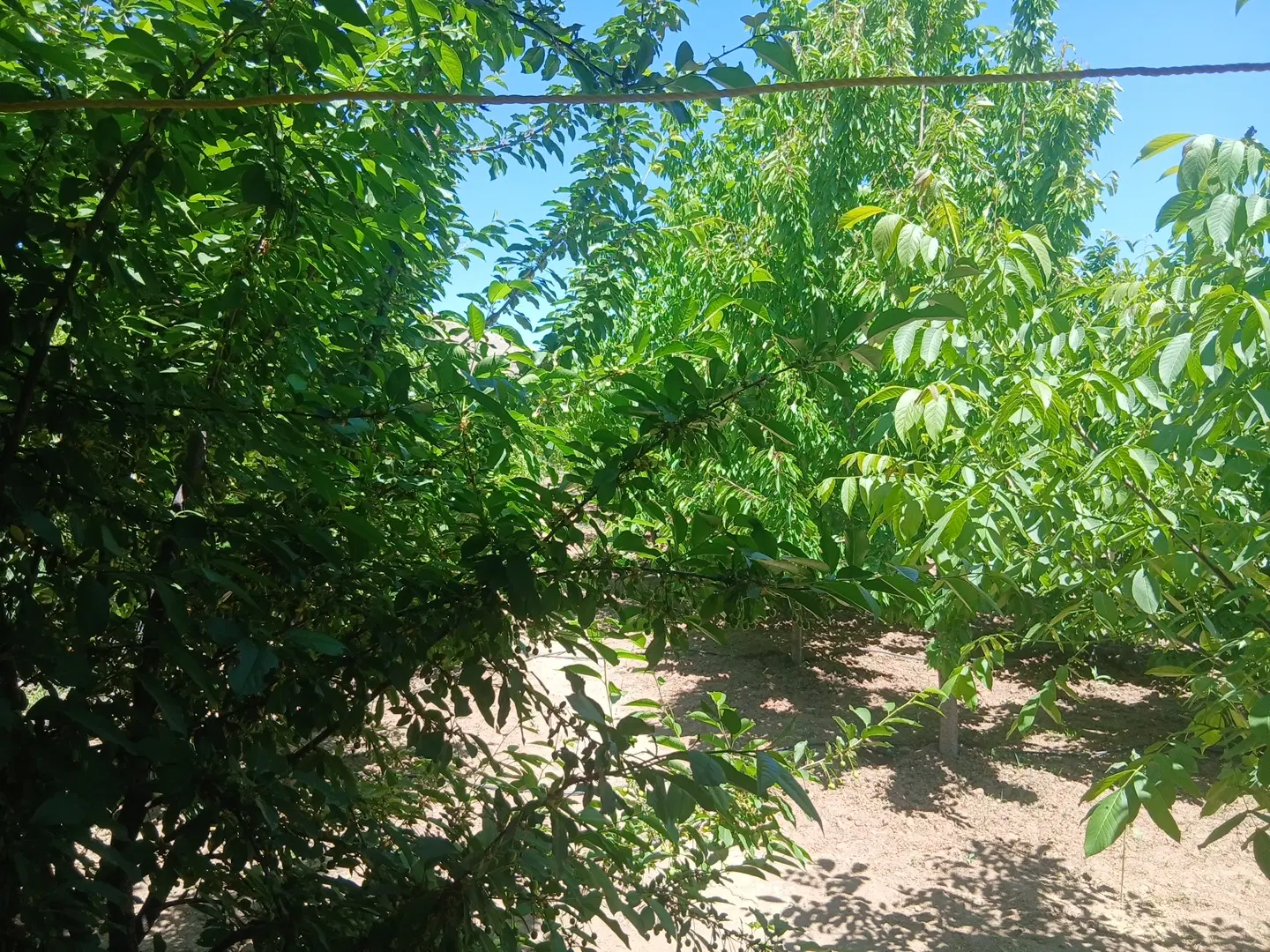 خانه باغ