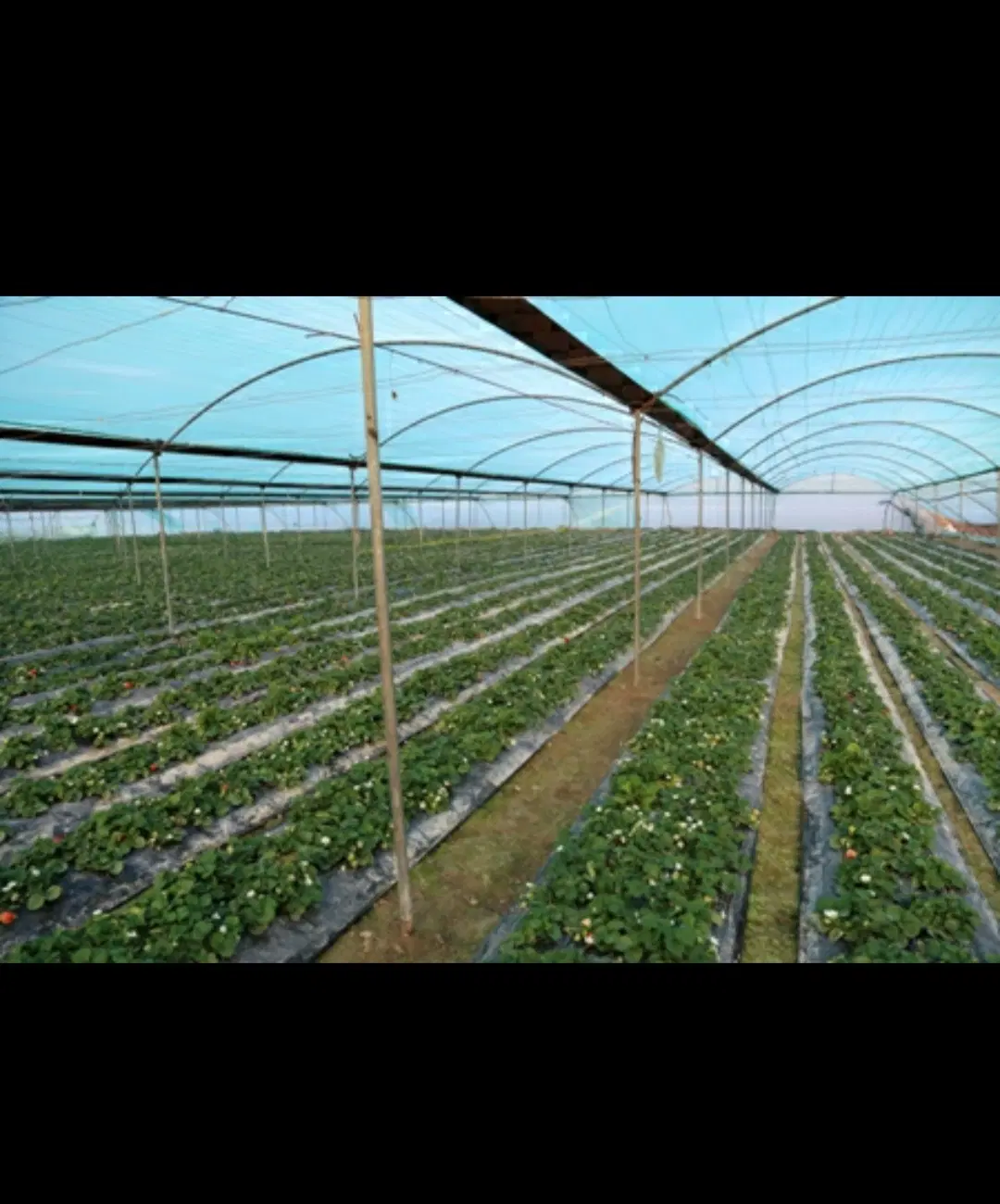 زمین مزروعی گل خانه ای و باغ ویلا