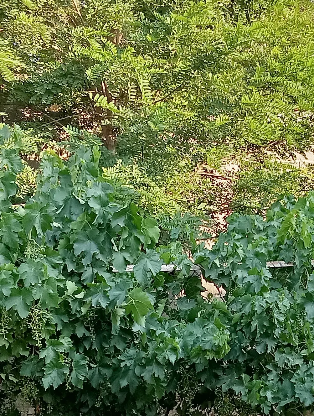 باغ انگورعسکری،