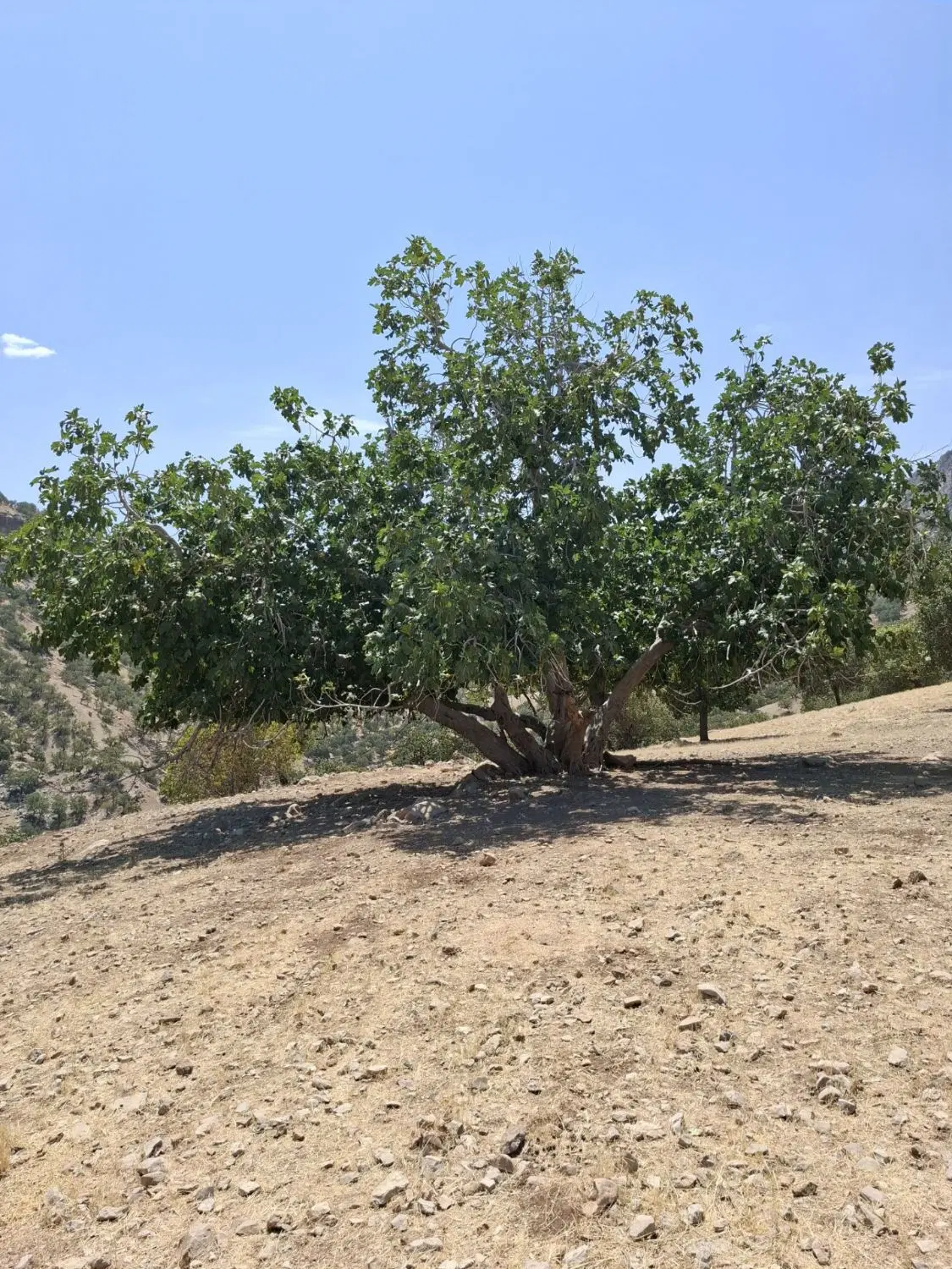 فروش زمین