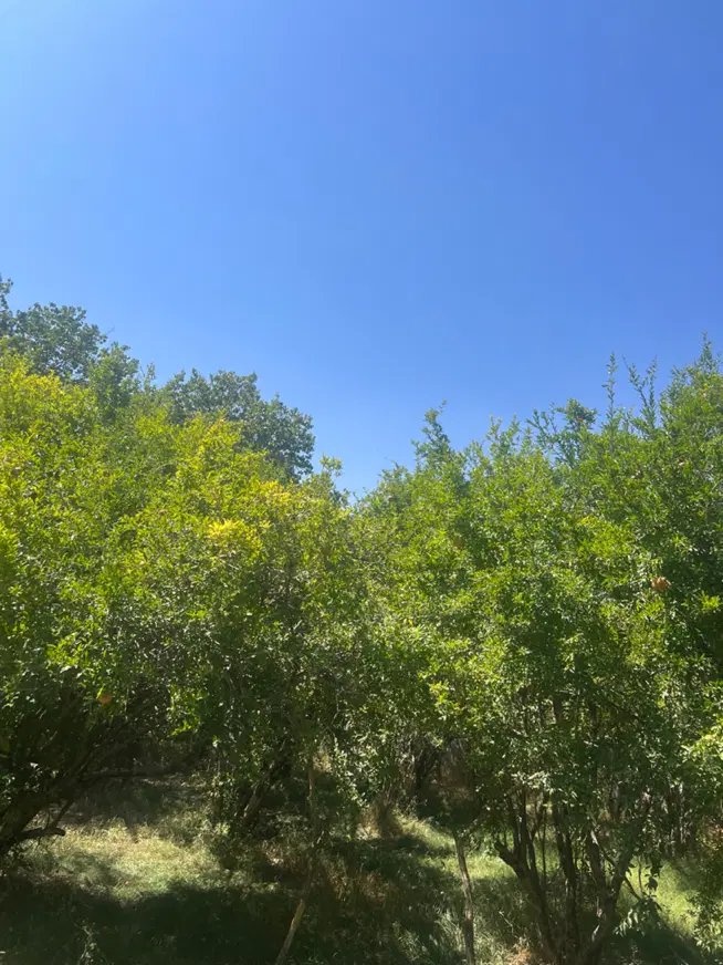 فروش باغ درماهان