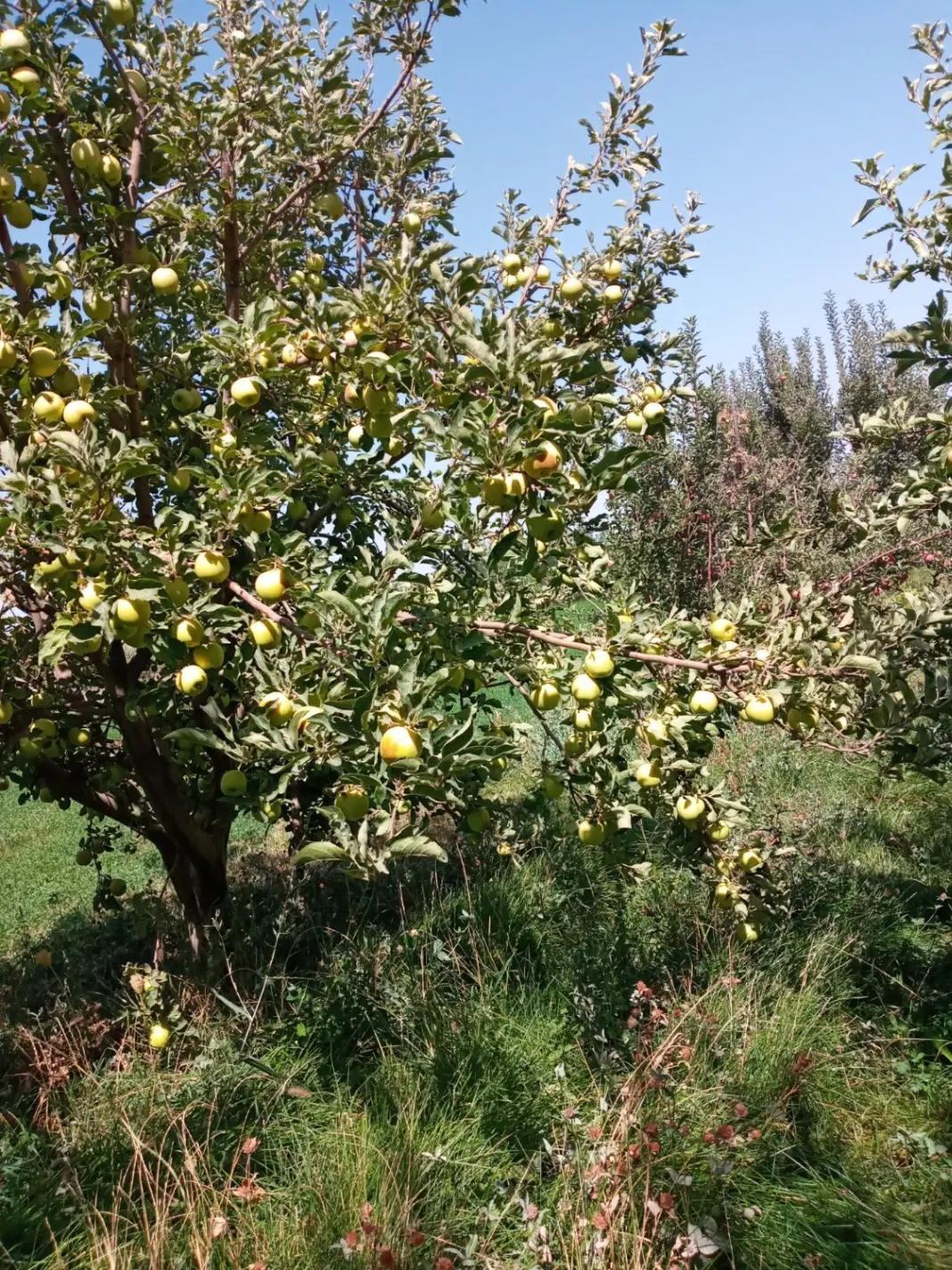 اجاره باغ سیب زرد
