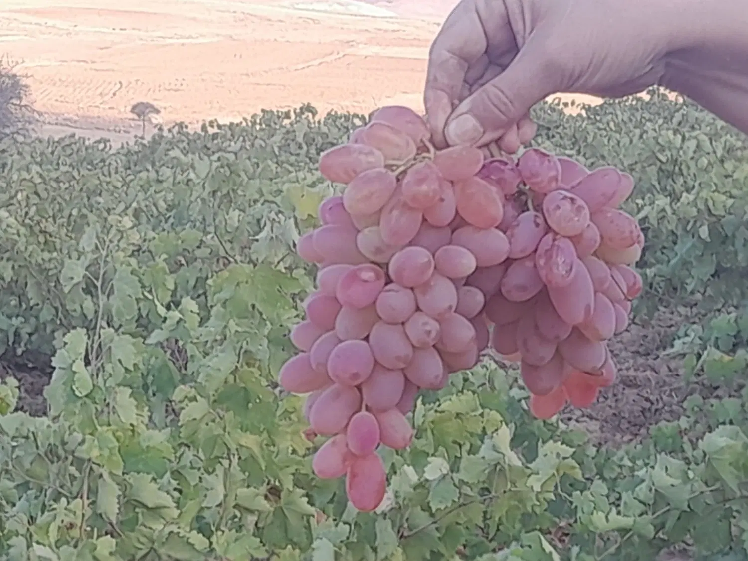 باغ انگور  کلاداری و سیاه روستایی لنگر ویو دار
