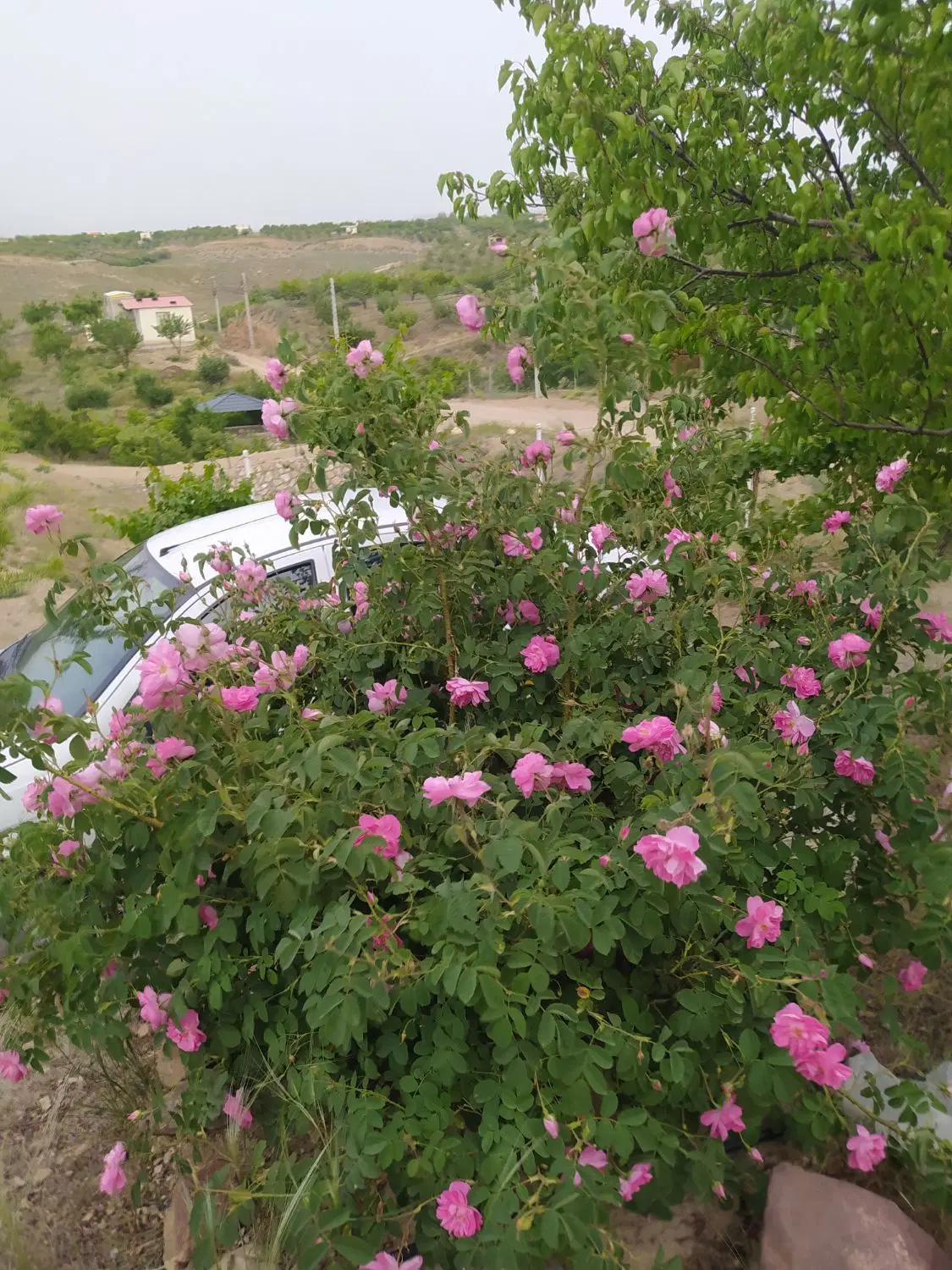 باغ