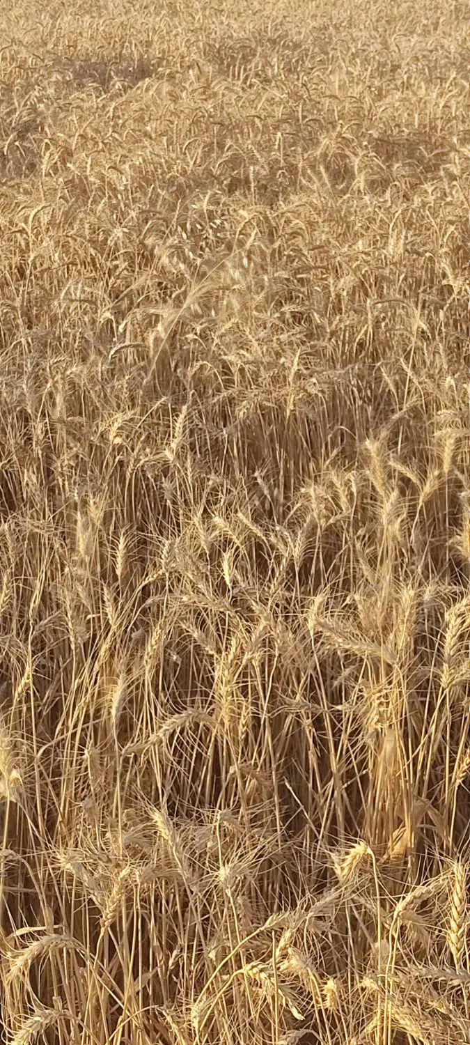 ۷هکتار زمین کشاورزی هویزه