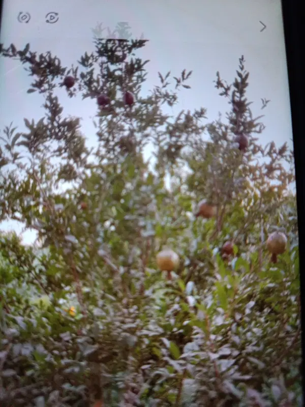باغچه معاوضه با خونه یا ماشین