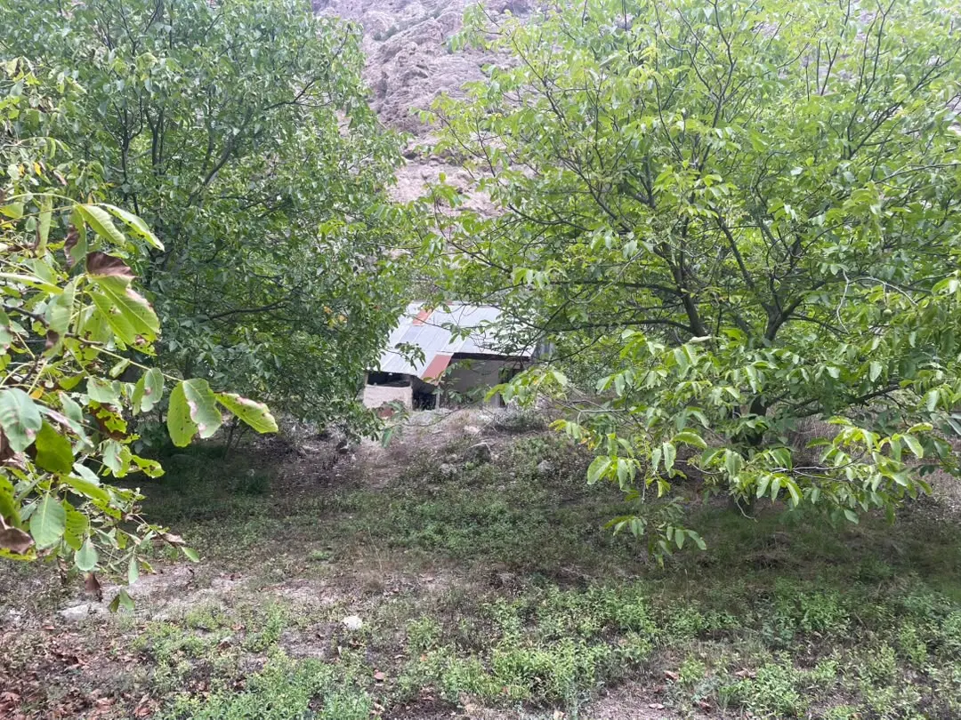 زمین باغ گردو