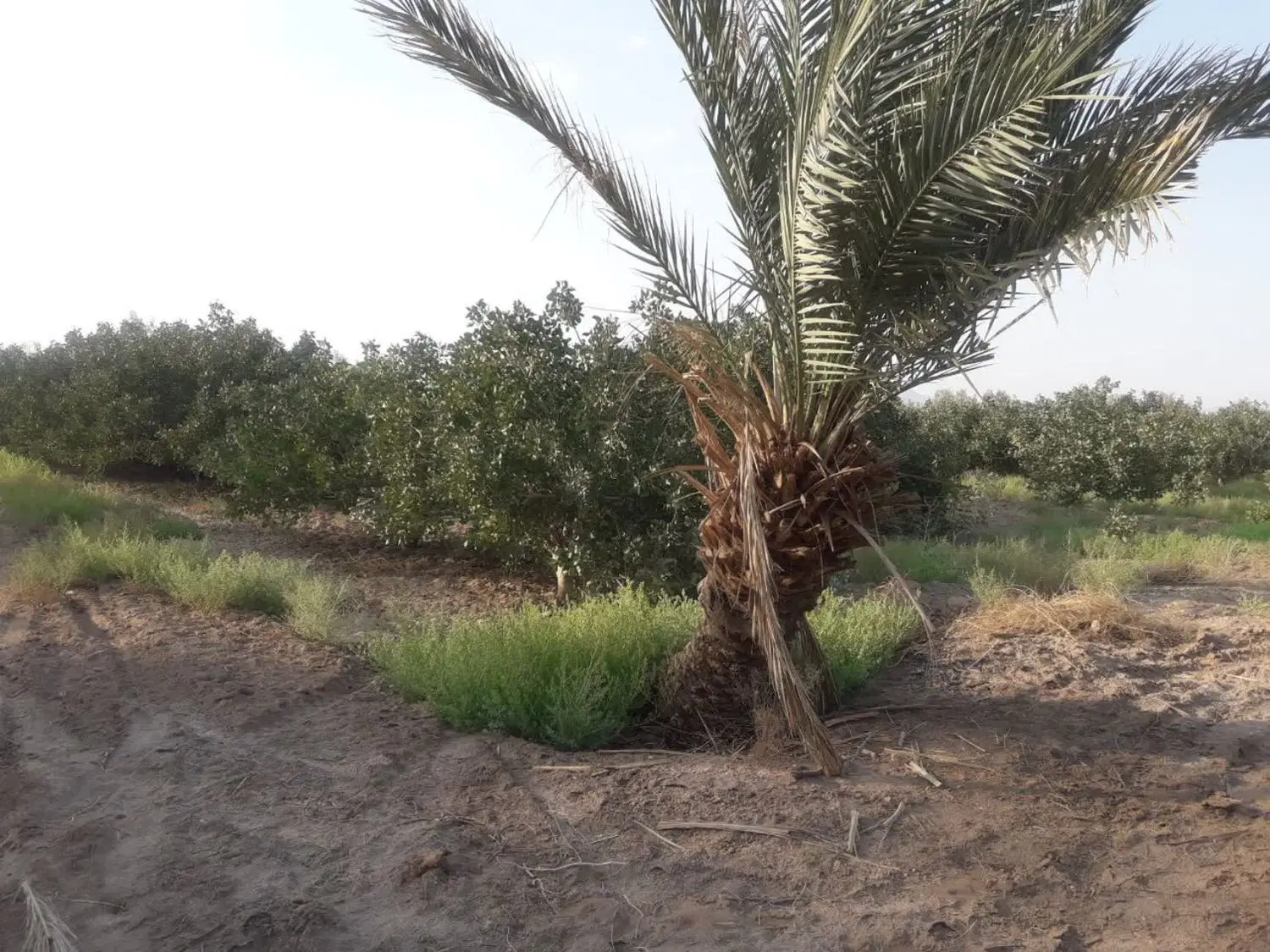 فروش زمین پسته ای درخت سی ساله بارور