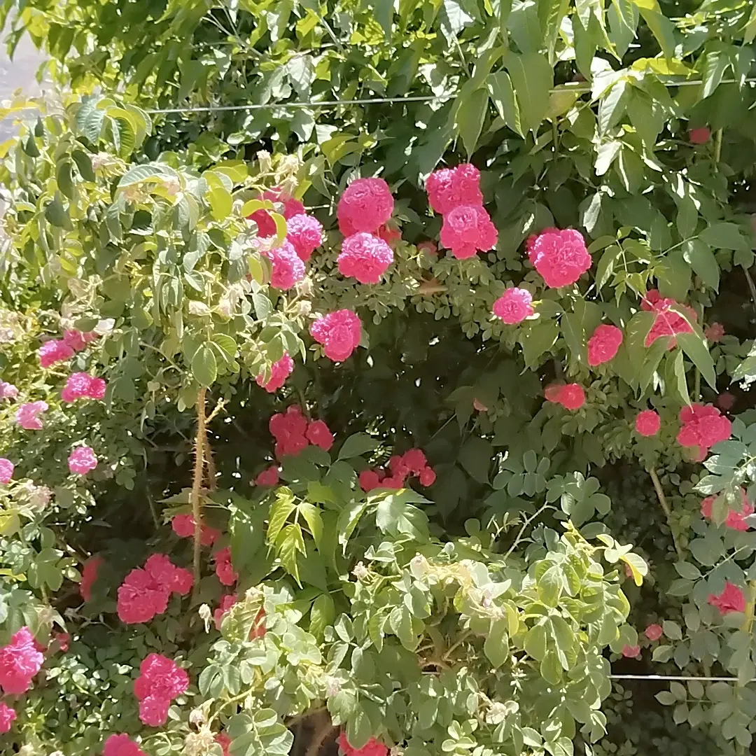 فروش ۸۰ متر زمین باغی بلوارشهدا ۱۵