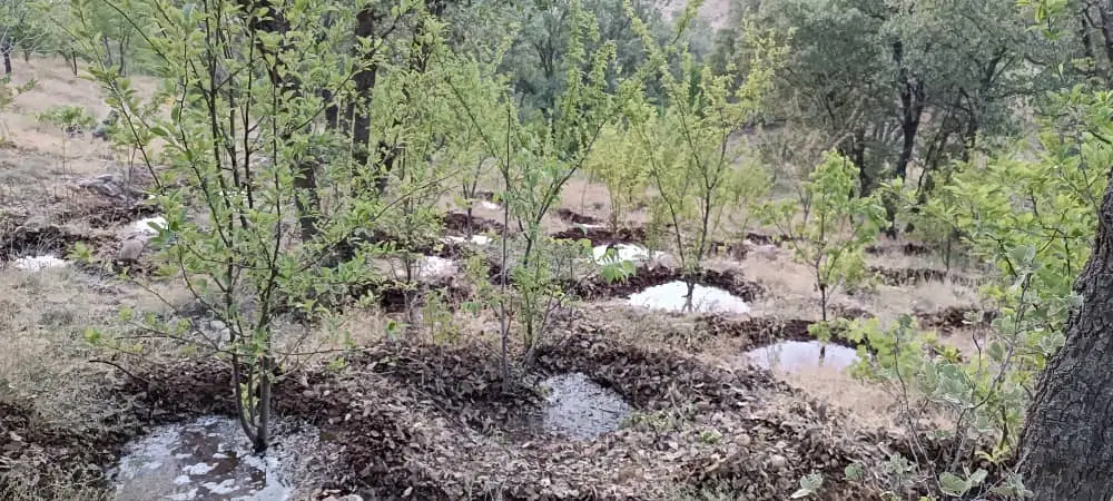 یک قطعه باغ به مساحت ۲۵۰۰ متر.