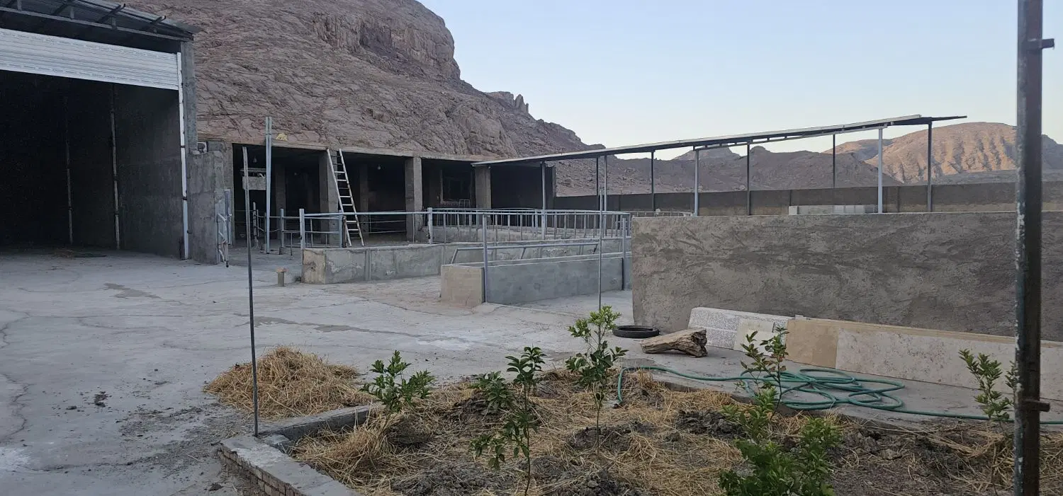 گاوداری در شهرستان تفت(چم)