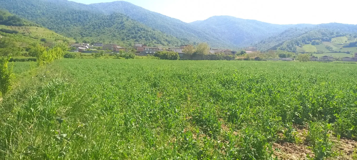 فروش زمین