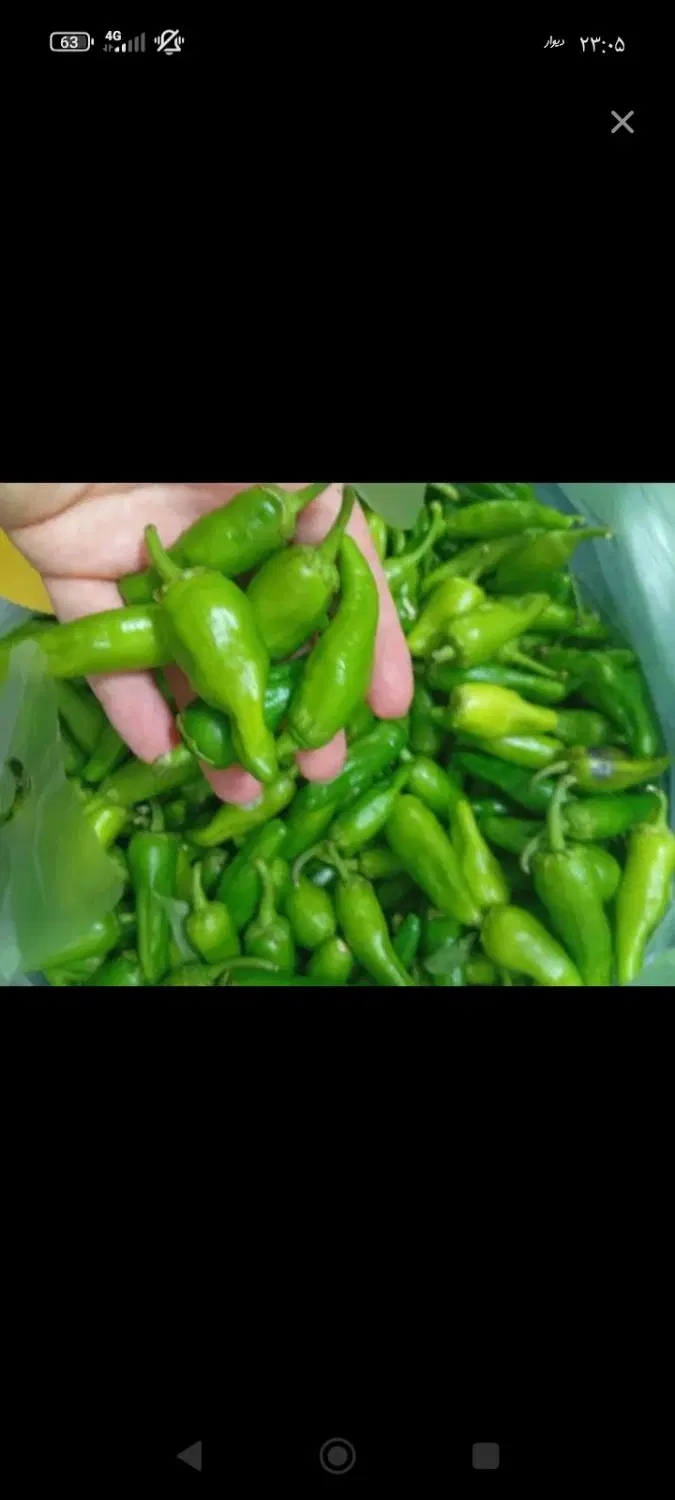 هفتادفلفل سبز کیلو ۱۰۰