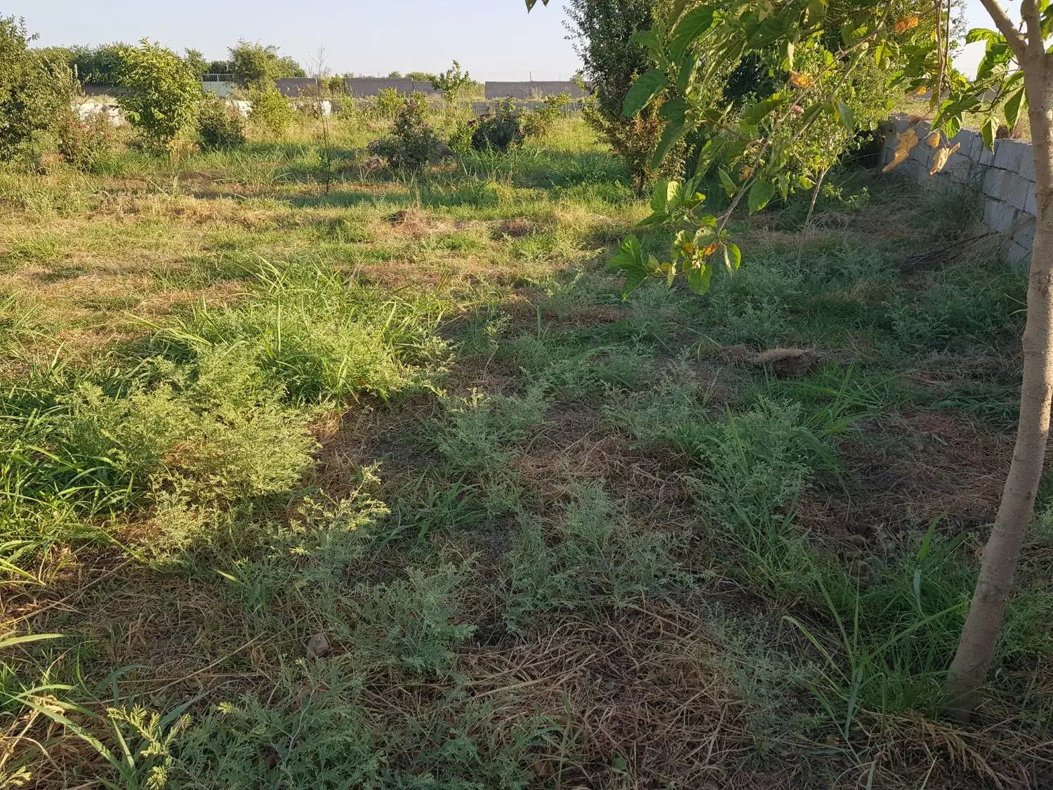 زمین جریه سید راضی