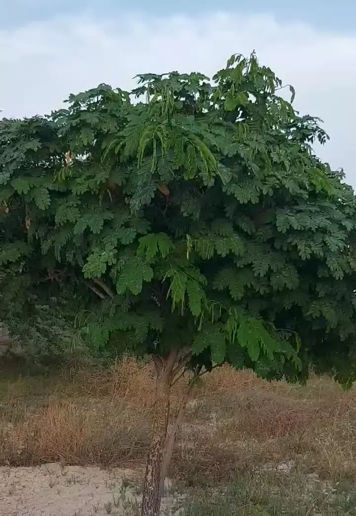 زمین کشاورزی یک هکتاری بنک