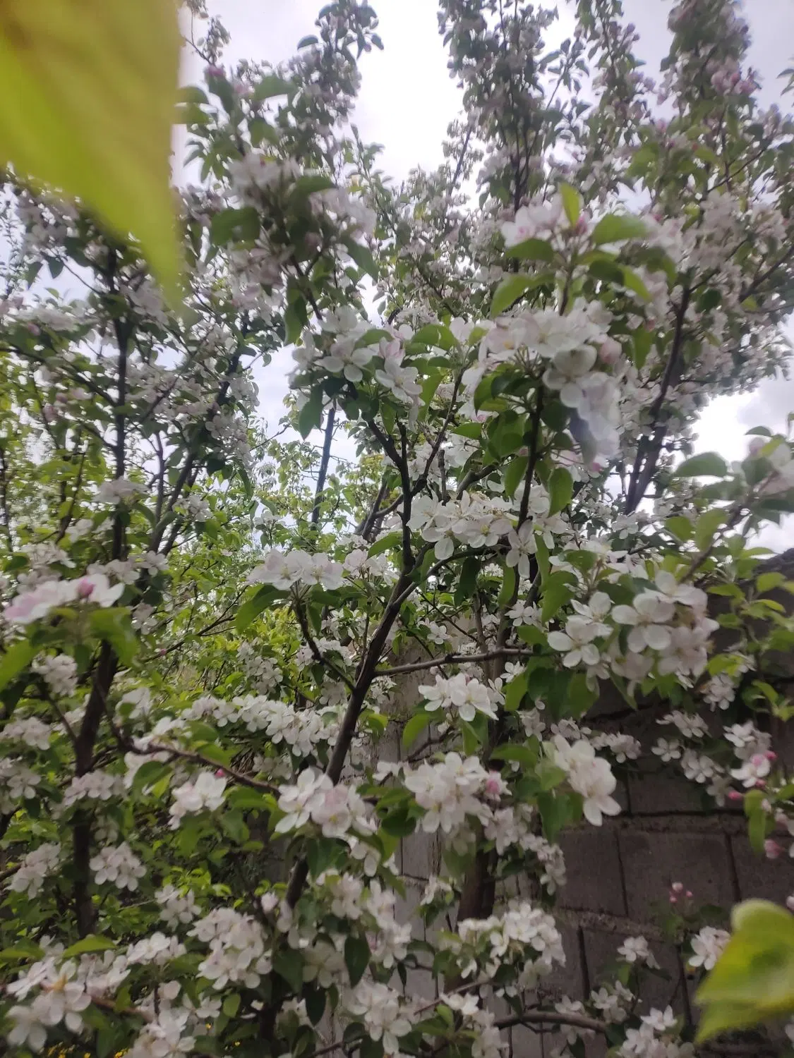 گلوجه باغچه با خانه باغ۲۰۰متر