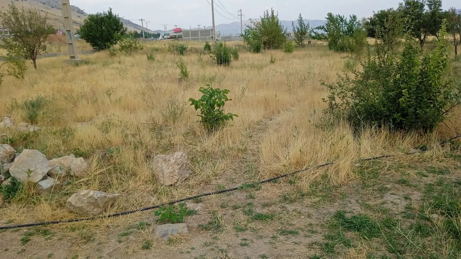 زمین باغی
