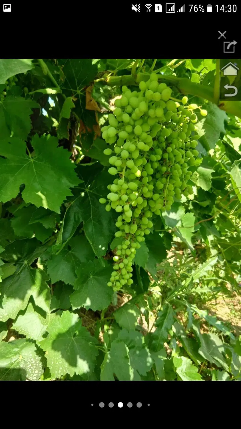 فروش باغ درابهر