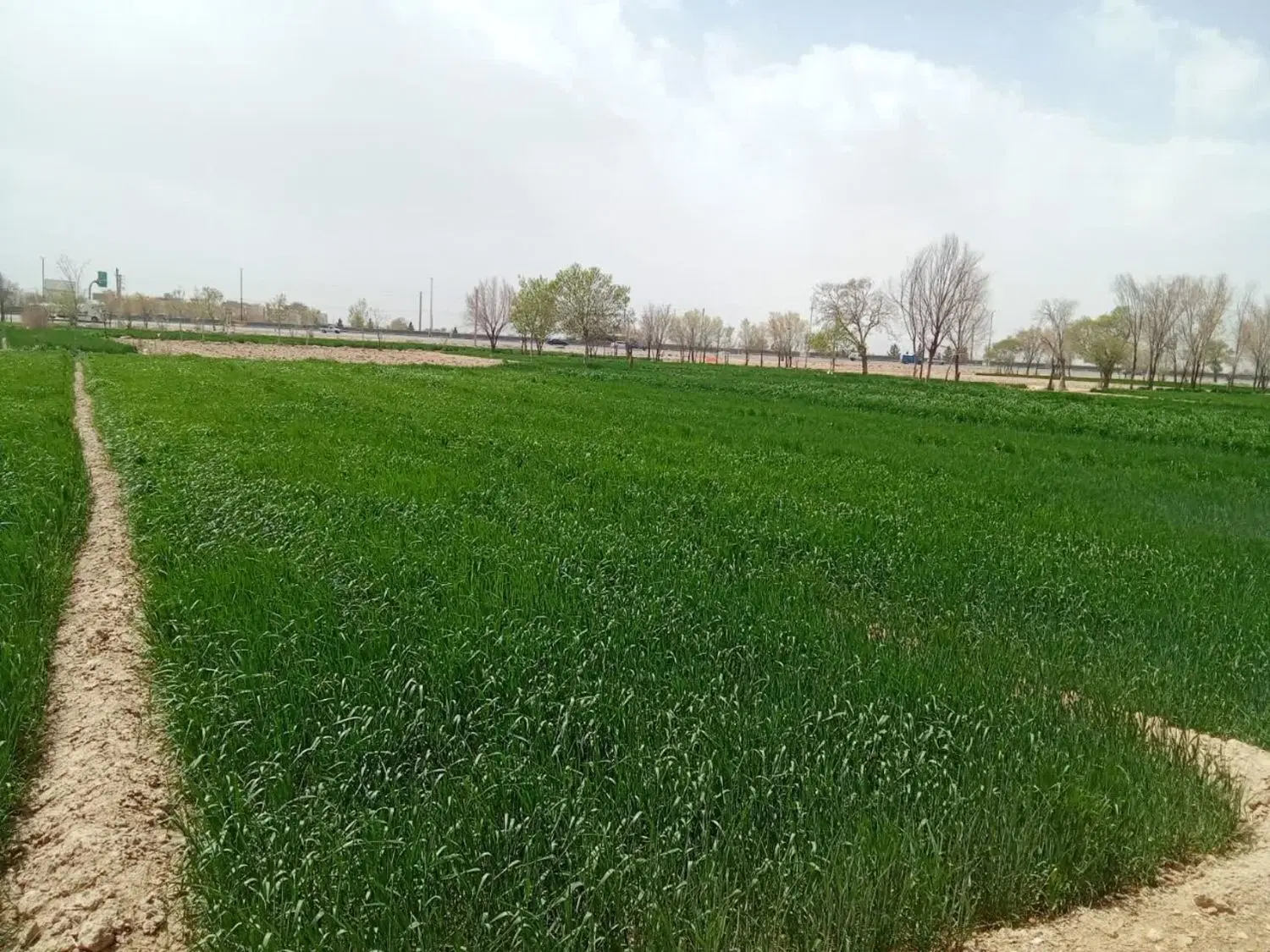 زمین کشاورزی سند دار