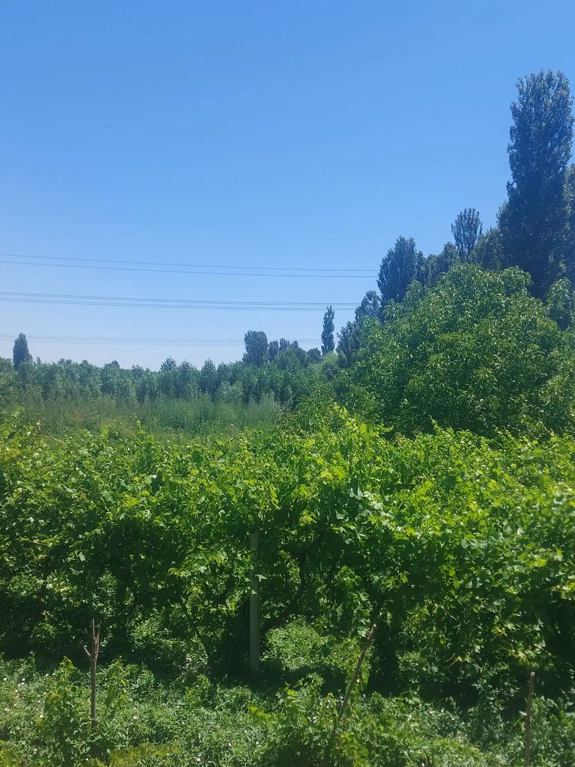 باغ وباغچه الوان ۲۵۰۰ متر جاده سلماس