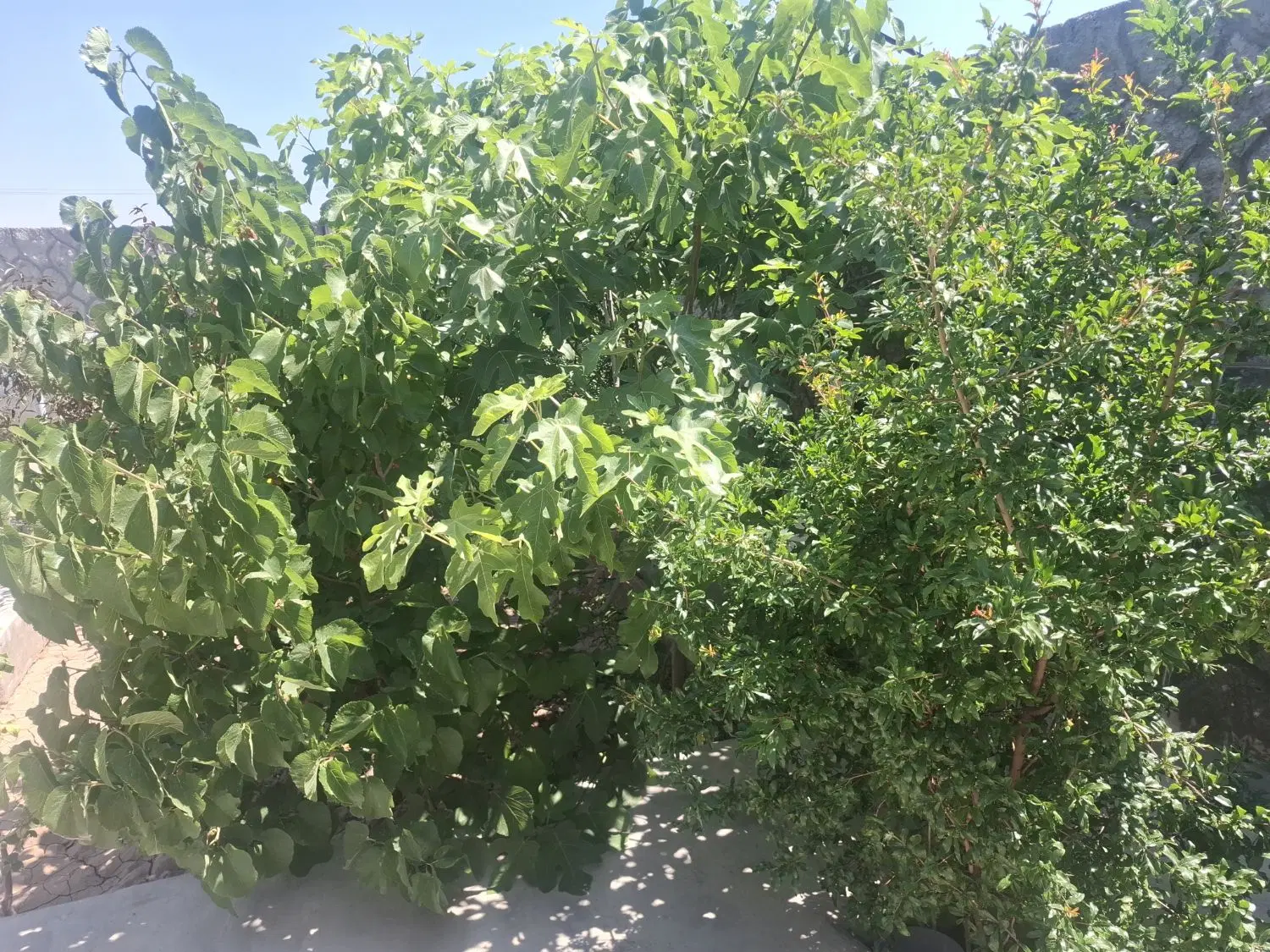 حیاط مسکونی ۲۰۰ متری لوکس و آماده  باغ معروف