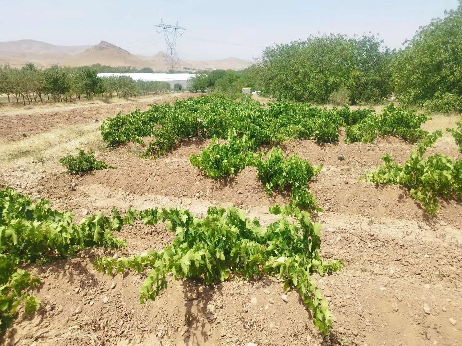 باغ همراه آب و زمین کشاورزی مناسب سرمایه گذاری