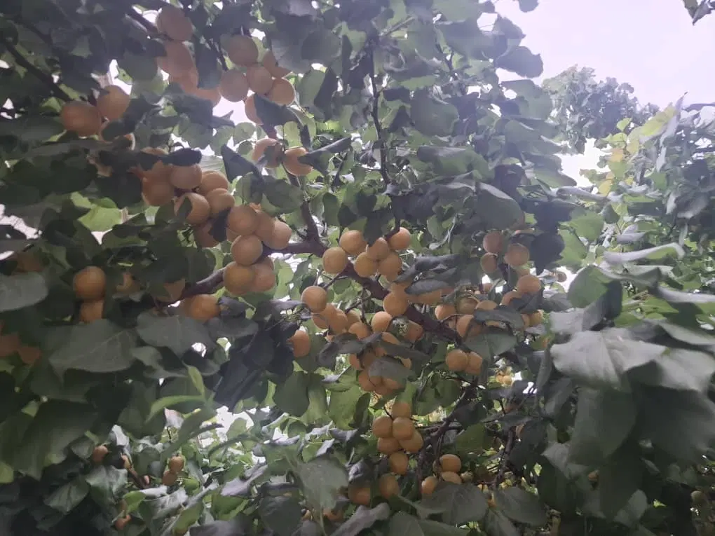 باغچه ۴۰۰متری فول امکانات ۸۰متر بنا استخرداخل بافت