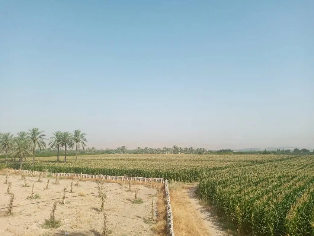 ۳.۸ هکتار زمین کشاورزی با چاه مجاز و سند تک‌برگ