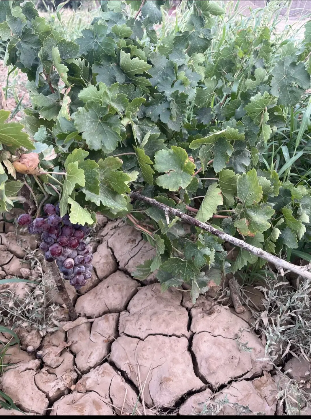 زمین کشاورزی به همراه آب ملکی‌و‌استخر