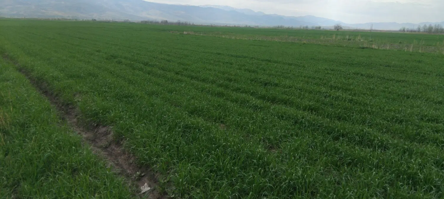 زمین کشاورزی