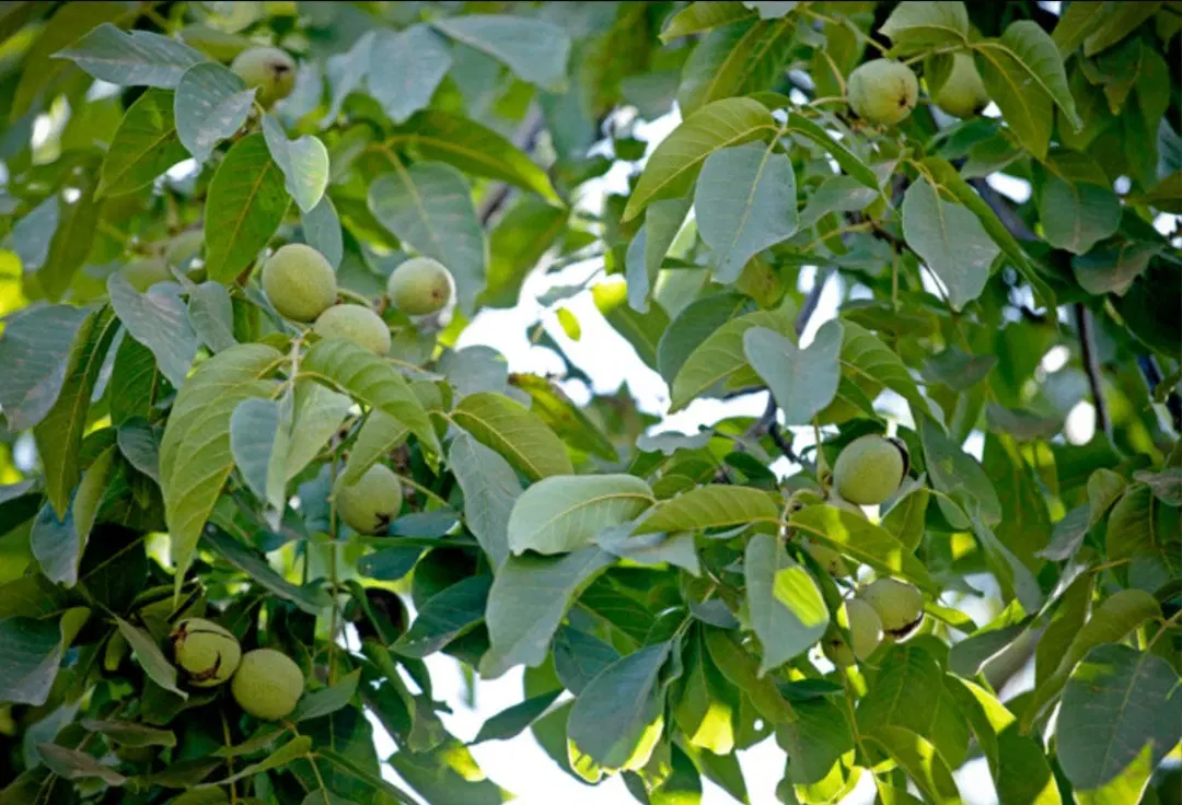 باغ گردو