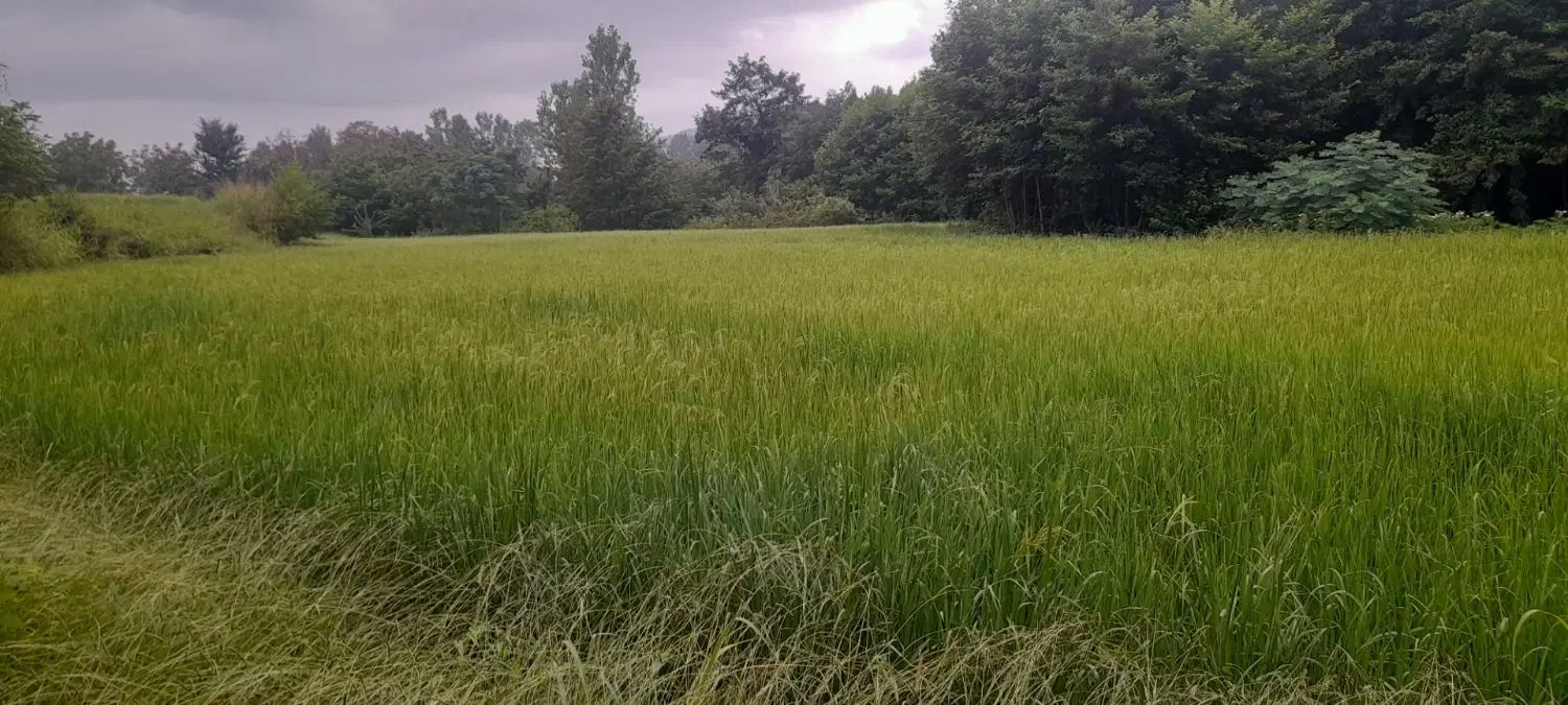 زمین سند دار کشاورزی