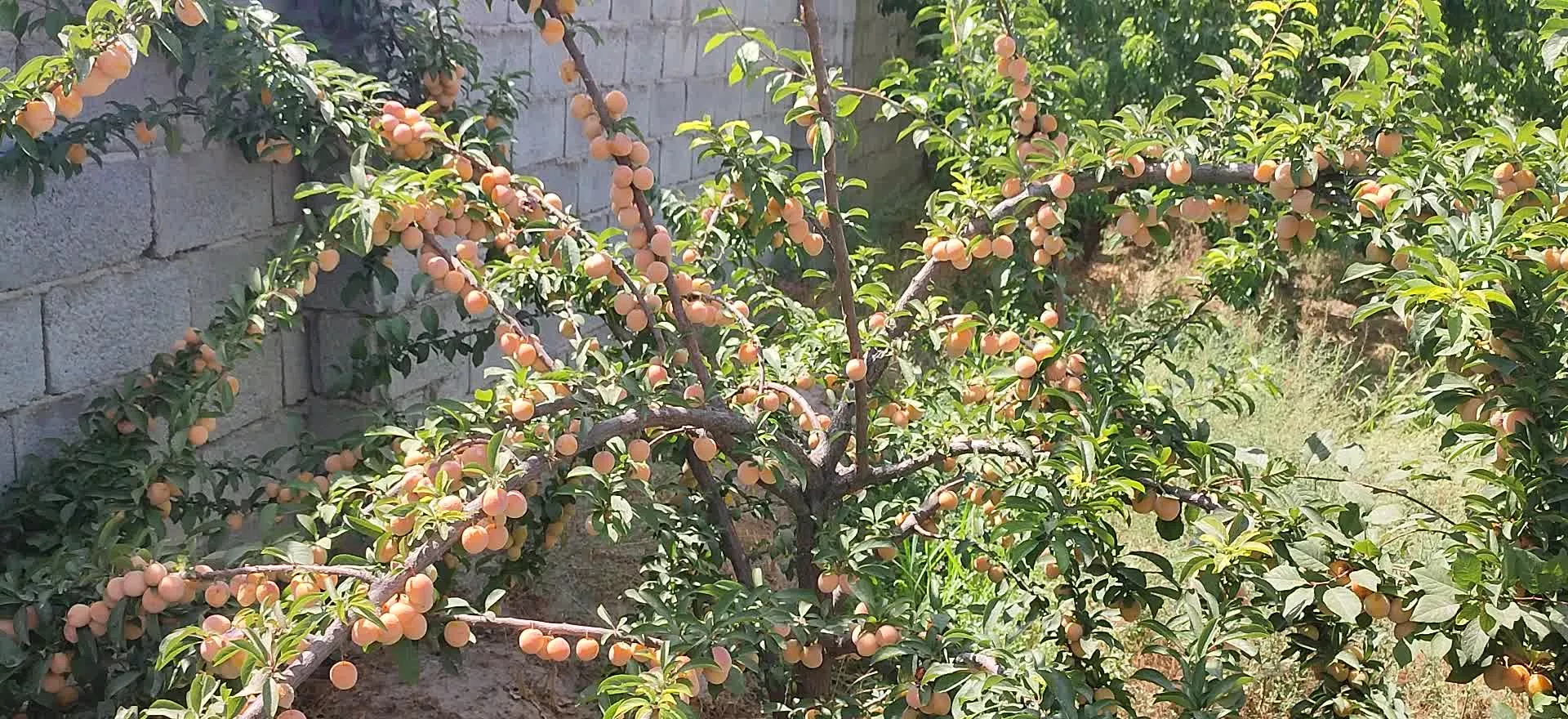 ویلا باغ