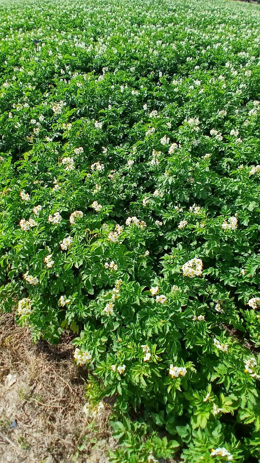 اجاره زمین کشاورزی