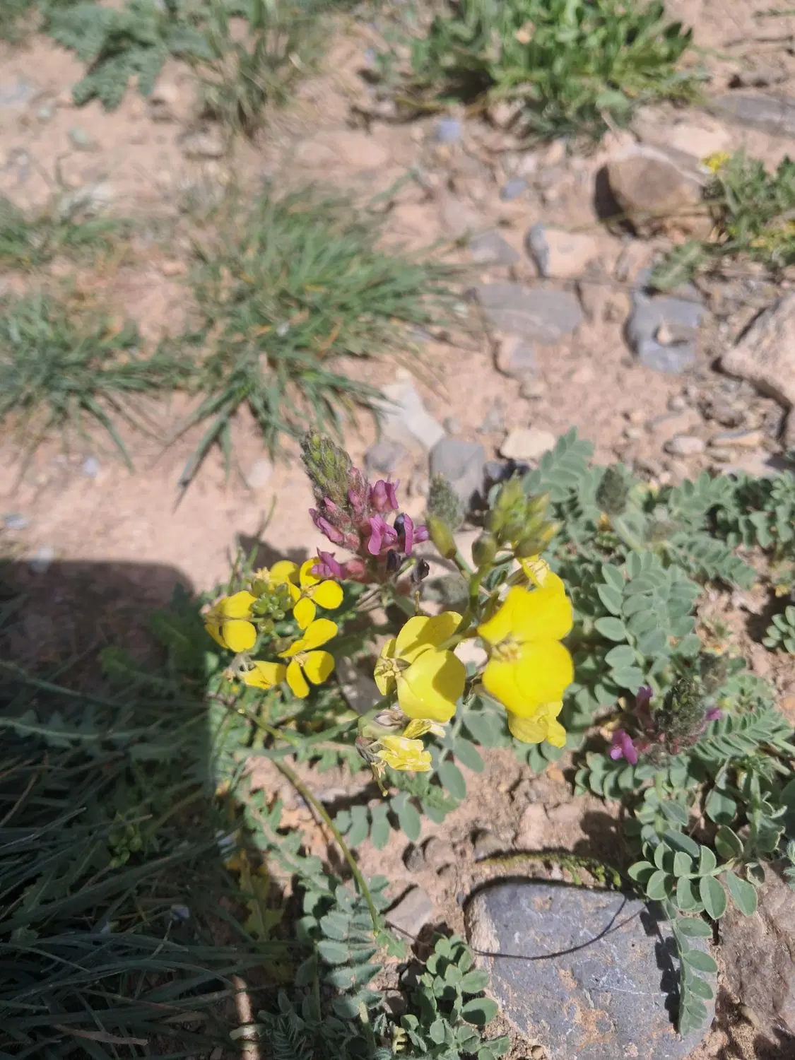 زمین باغی تانکرآباد