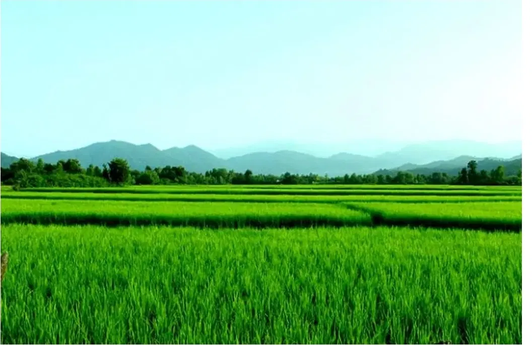 زمین زراعی (شالیزار )