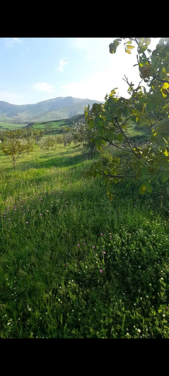 فروش باغ ب مساحت ۵۰۰۰متر مربع در روستای قوزلو