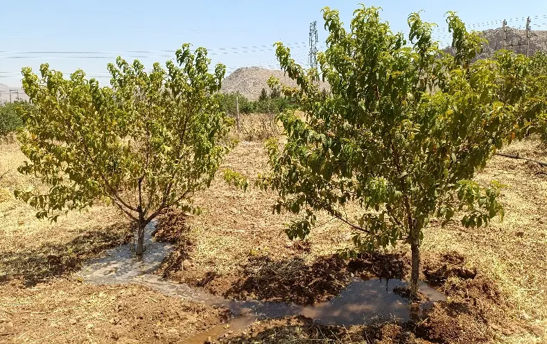 باغ 2150متر تک برگ سند