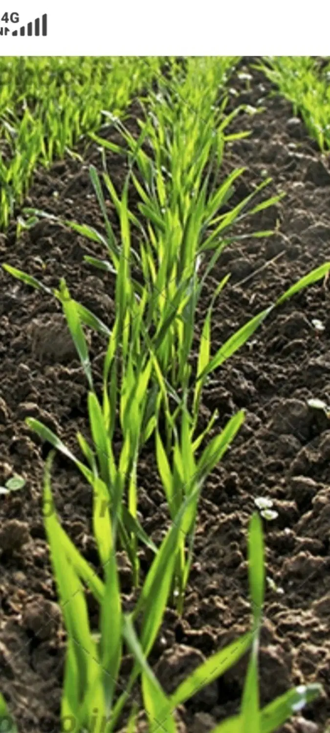 زمین زراعی