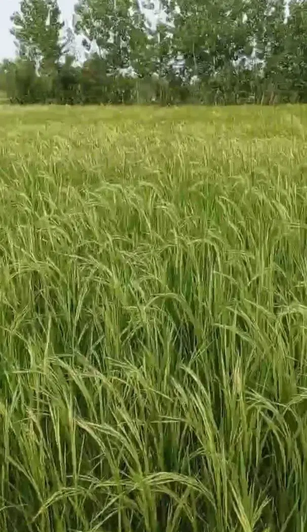 ۶۰۰۰ متر زمین شالیزار (کشاورزی)