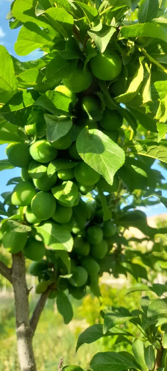باغچه ۳۰۰متری فنس کشی شده