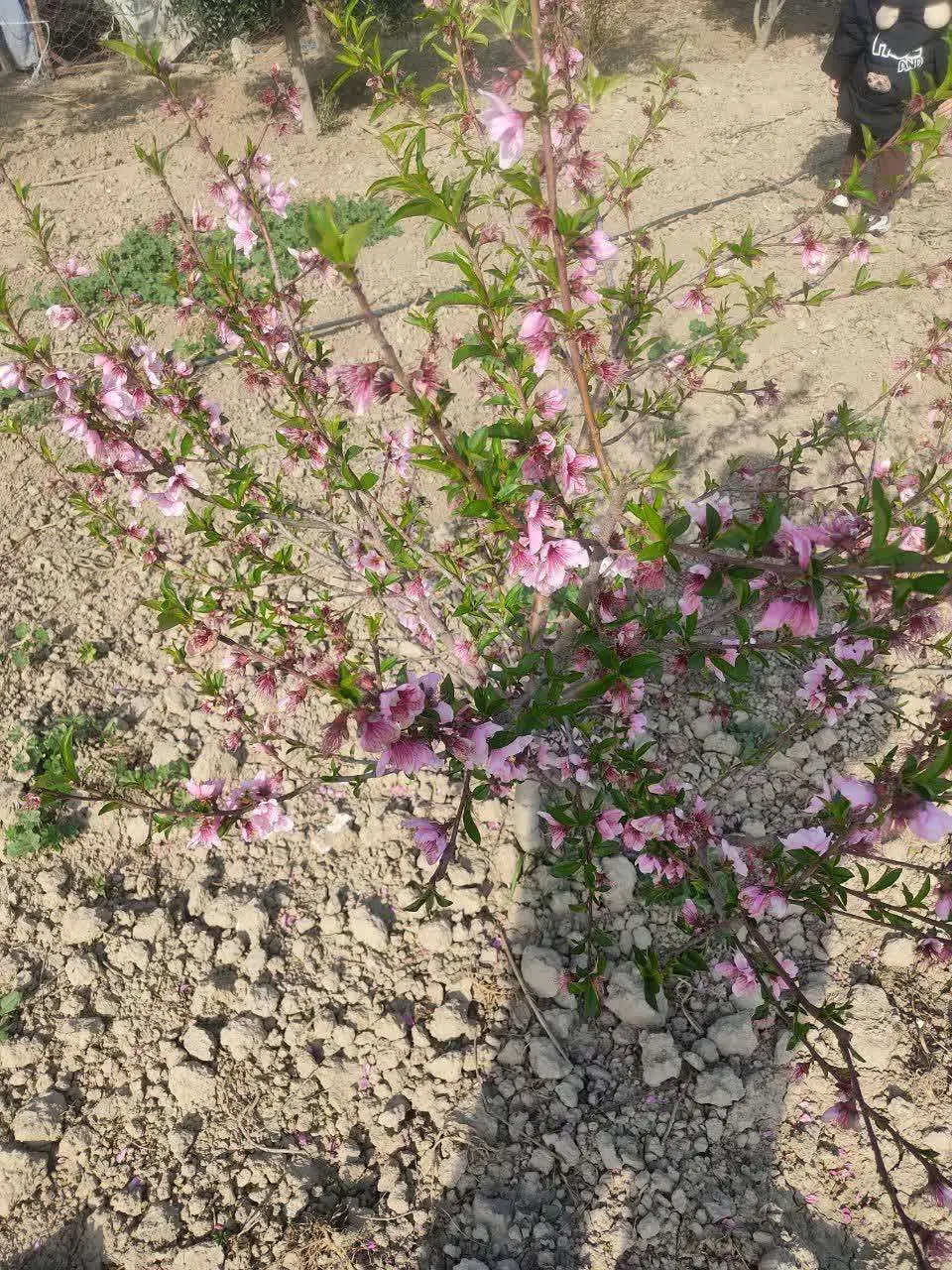 فروش زمین مسکونی و باغ