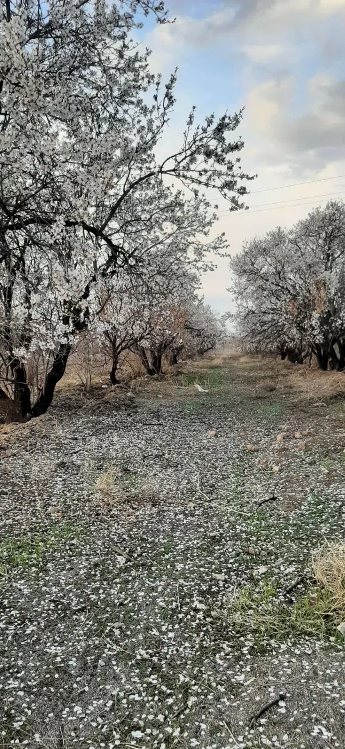 فروش باغچه دارای سند مادر
