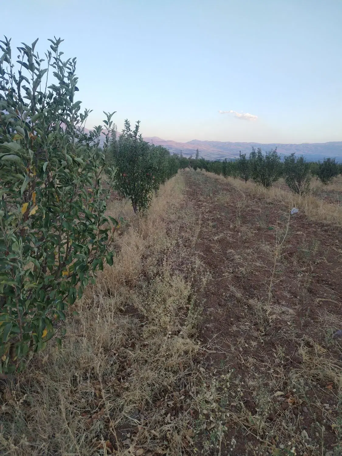 باغ سیب مرگور وسط گارانه و سه گرکان7000متر