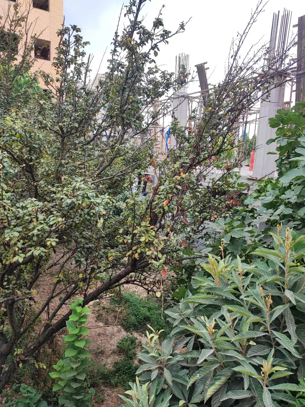 زمین بابل کمربندی غربی