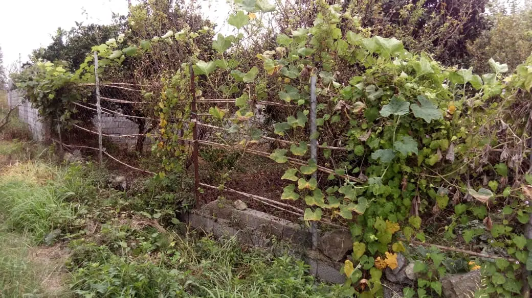 زمین باغی