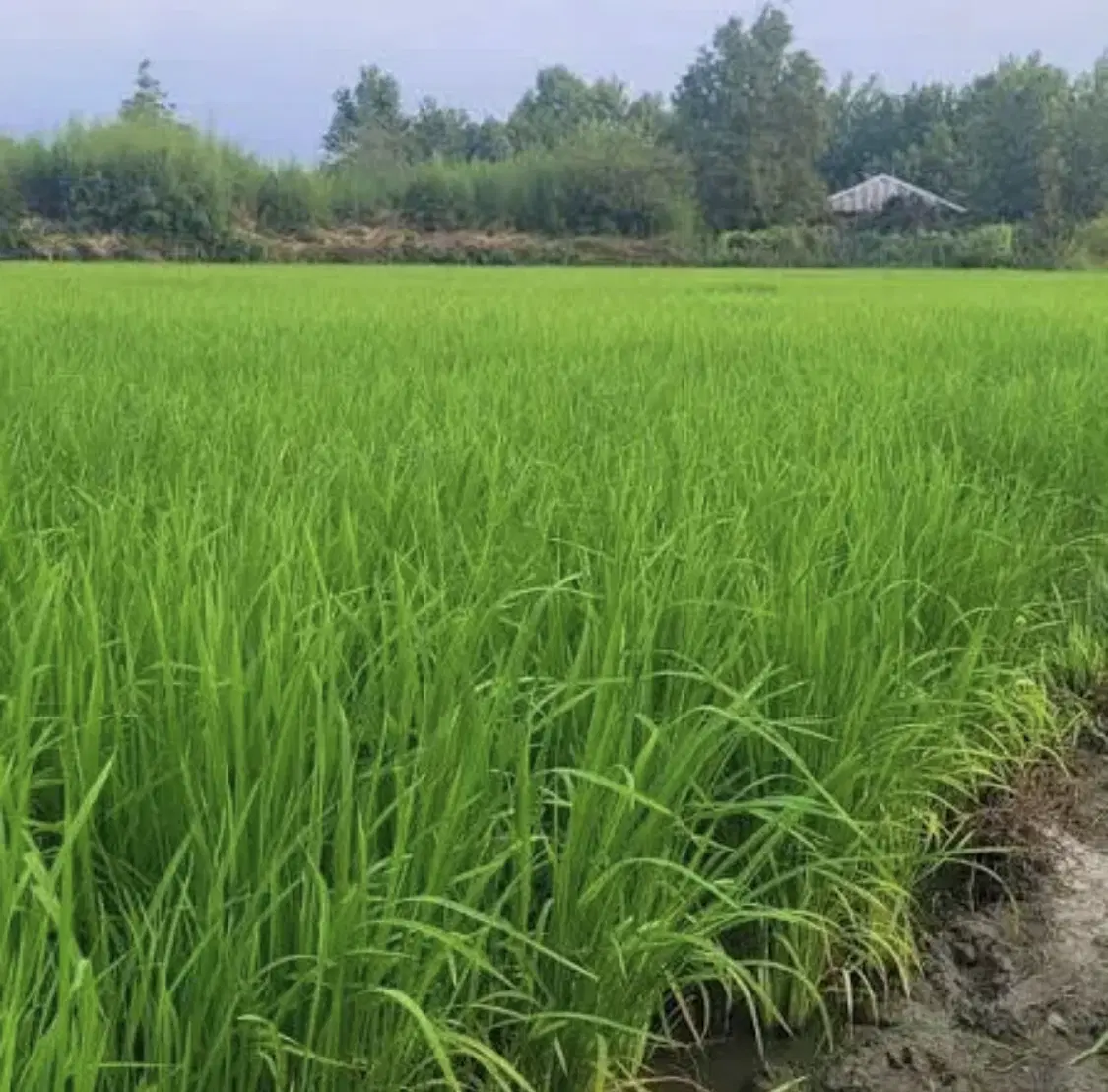 زمین شالیزار ۱۰۰۰ متر روستای چفل